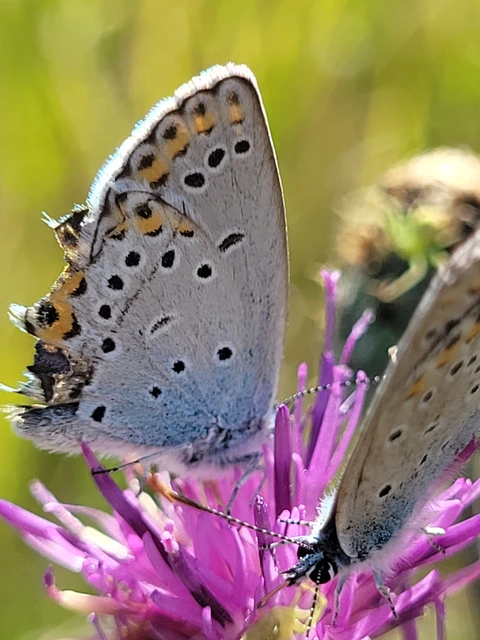 Plebejus argyrognomon - tintakék boglárka