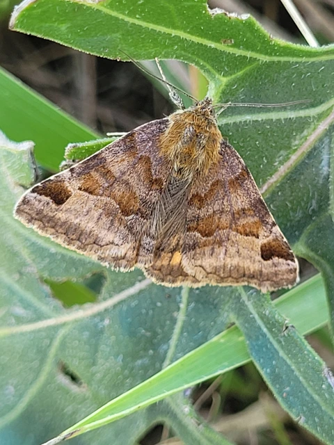Euclidia glyphica - közönséges nappalibagoly