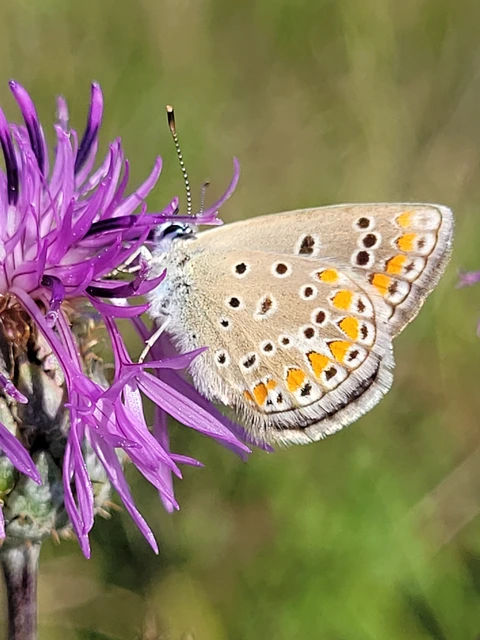 Polyommatus thersites - ibolyaszín boglárka
