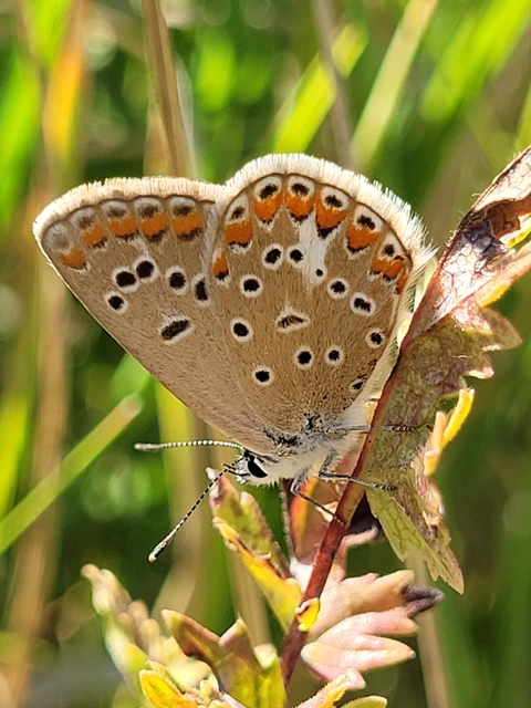 Polyommatus thersites - ibolyaszín boglárka