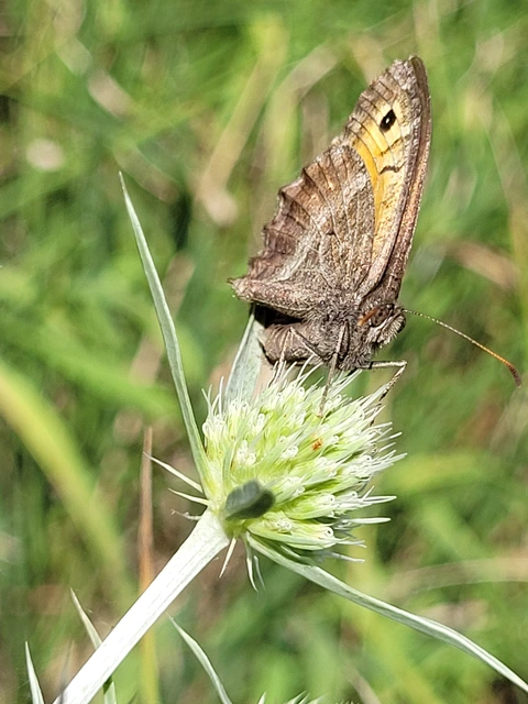 Arethusana arethusa - közönséges szemeslepke