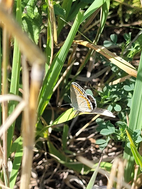 Plebejus argyrognomon - tintakék boglárka