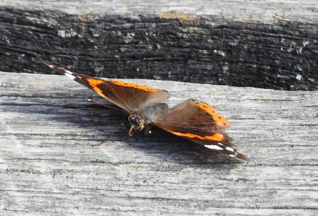 Vanessa atalanta - atalantalepke