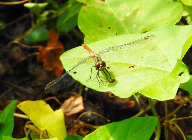 Sympetrum sanguineum - vörös katona-szitakötő