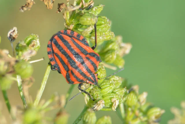 Graphosoma italicum - csíkos pajzsospoloska