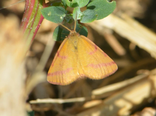Lythria purpuraria - bíborsávos araszoló