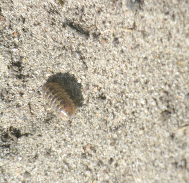 Isopoda - Ászkarákok