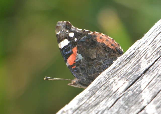 Vanessa atalanta - atalantalepke