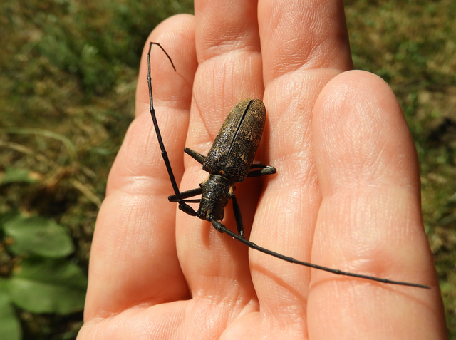 Monochamus galloprovincialis pistor - foltos fenyvescincér