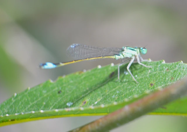 Ischnura elegans pontica - kéköves légivadász
