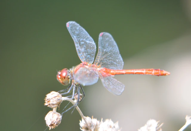 Sympetrum sanguineum - vörös katona-szitakötő