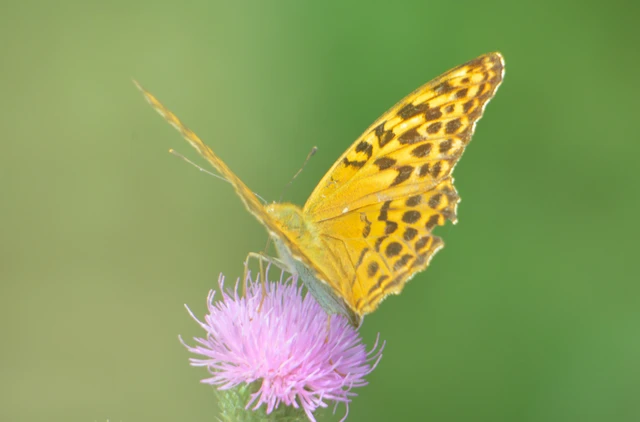 Argynnis paphia - nagy gyöngyházlepke