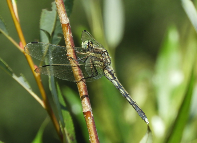 Orthetrum albistylum - fehérfarkú pásztorszitakötő