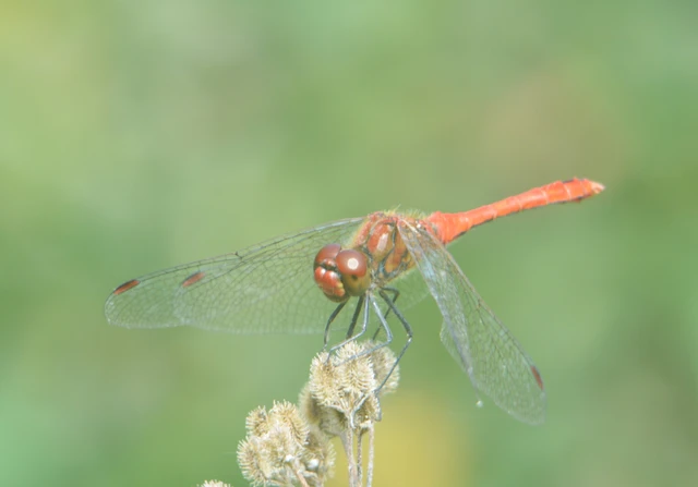 Sympetrum sanguineum - vörös katona-szitakötő
