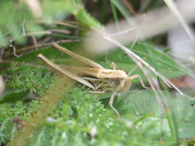 Euchorthippus declivus - rövidszárnyú rétisáska