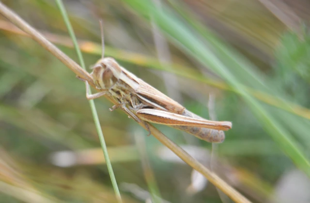 Euchorthippus declivus - rövidszárnyú rétisáska