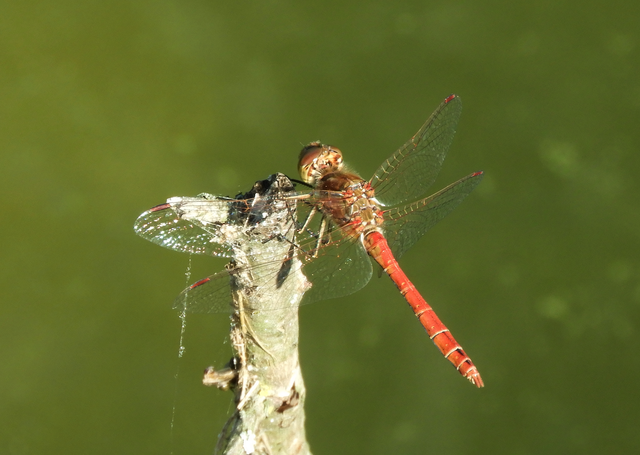 Sympetrum vulgatum - barkós katona-szitakötő