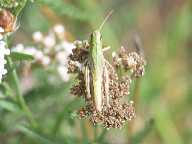 Pseudochorthippus parallelus - közönséges rétisáska