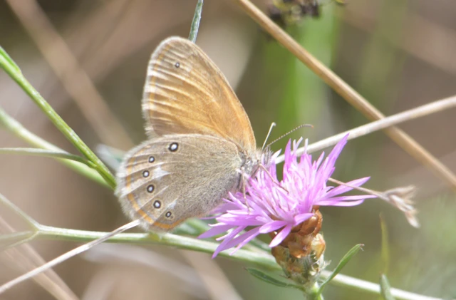 Coenonympha glycerion - közönséges szénalepke