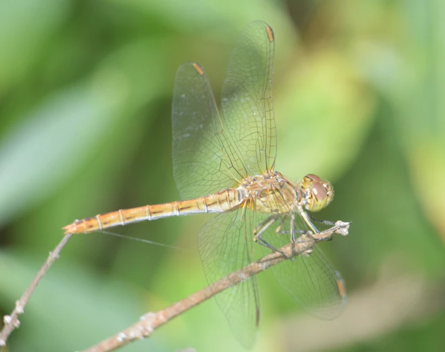 Sympetrum meridionale - fakó katona-szitakötő