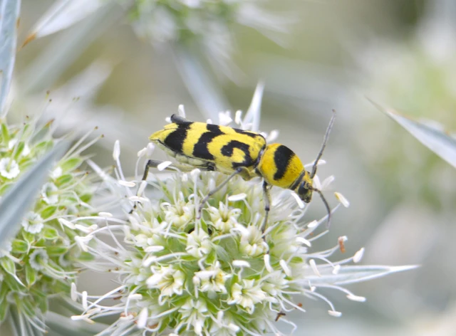 Chlorophorus varius - díszes darázscincér Chlorophorus varius - díszes darázscincér
