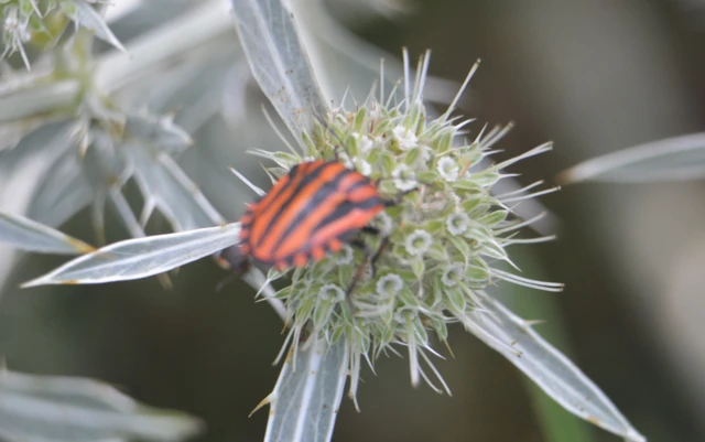 Graphosoma italicum - csíkos pajzsospoloska