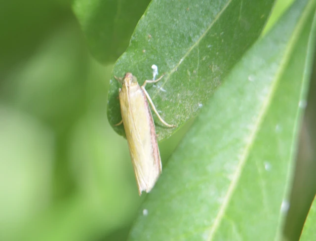 Oncocera semirubella - lucernamoly