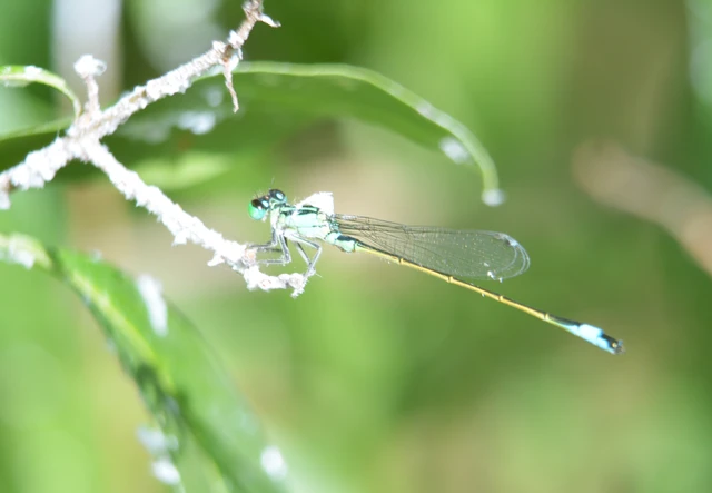Ischnura elegans pontica - kéköves légivadász