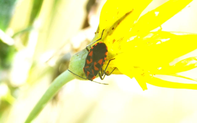 Spilostethus saxatilis - virágbodobács