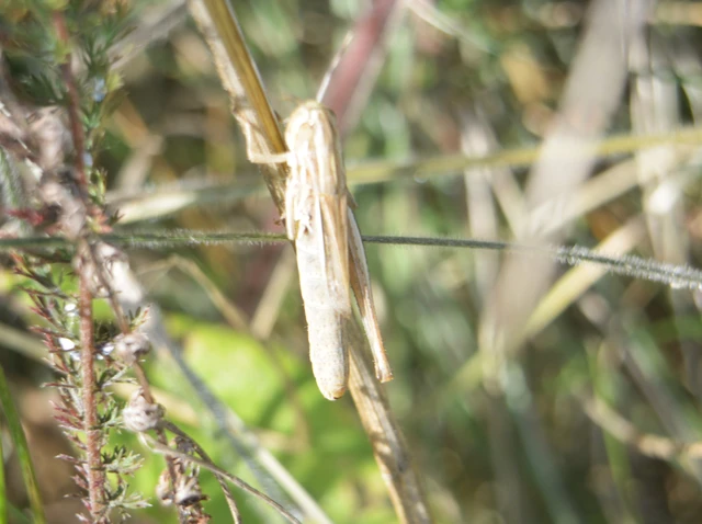 Euchorthippus declivus - rövidszárnyú rétisáska