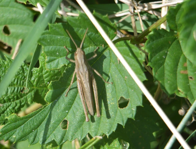 Chorthippus