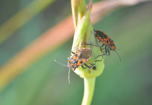 Spilostethus saxatilis - virágbodobács