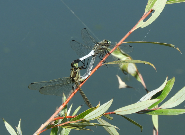 Orthetrum albistylum - fehérfarkú pásztorszitakötő