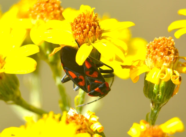 Spilostethus saxatilis - virágbodobács