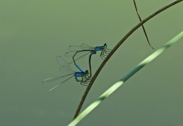 Ischnura elegans pontica - kéköves légivadász