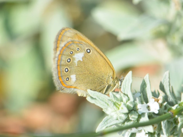 Coenonympha glycerion - közönséges szénalepke