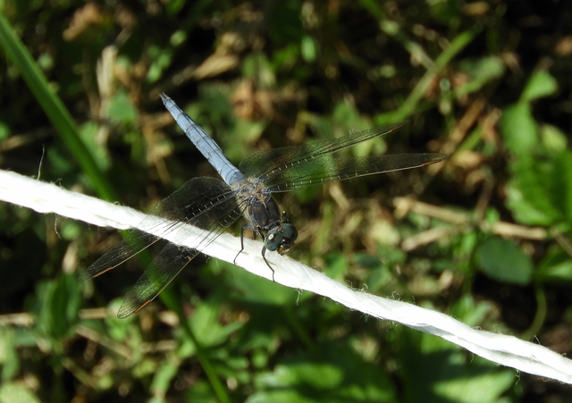Orthetrum coerulescens - karcsú pásztorszitakötő