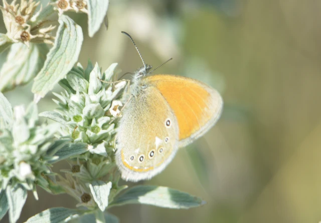 Coenonympha glycerion - közönséges szénalepke