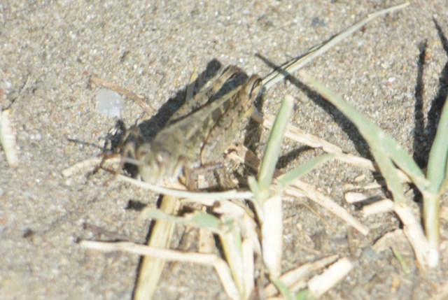 Calliptamus italicus - olaszsáska