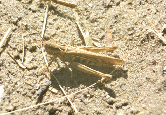 Chorthippus