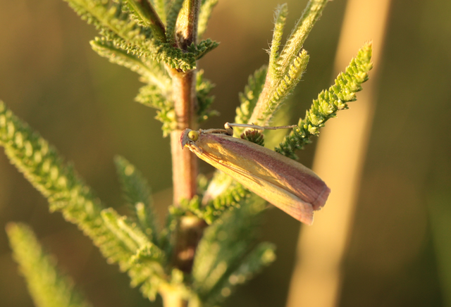 Oncocera semirubella - lucernamoly