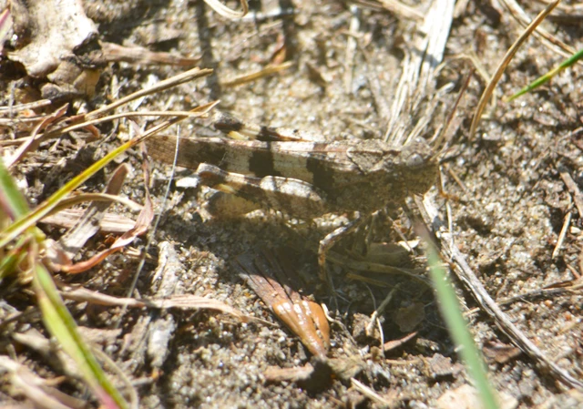 Oedipoda caerulescens - kékszárnyú sáska