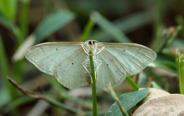 Idaea straminata - szalmasárga sávosaraszoló