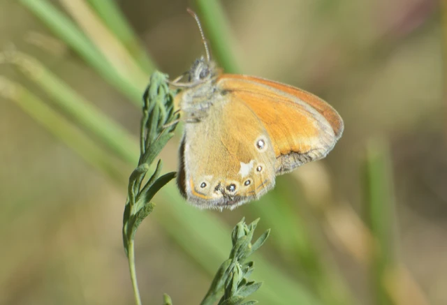 Coenonympha glycerion - közönséges szénalepke
