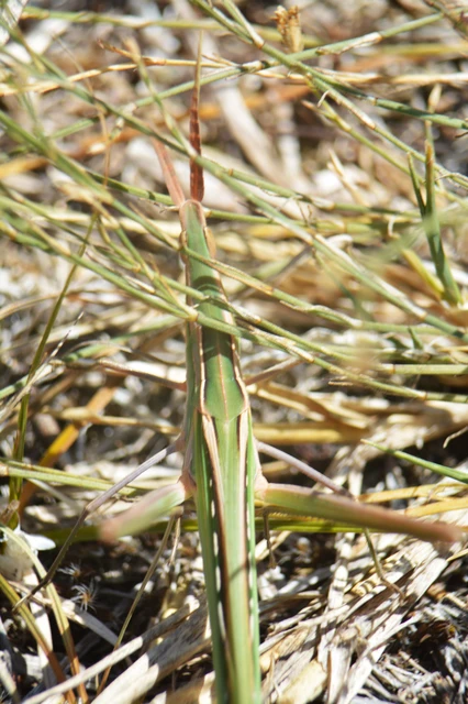 Acrida ungarica - sisakos sáska Acrida ungarica - sisakos sáska