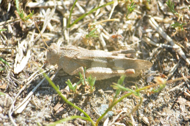 Oedipoda caerulescens - kékszárnyú sáska