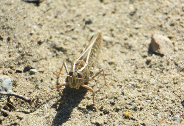 Calliptamus italicus - olaszsáska