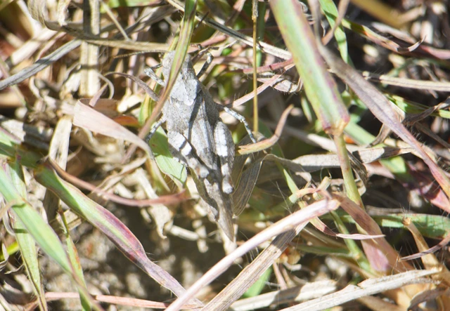Oedipoda caerulescens - kékszárnyú sáska