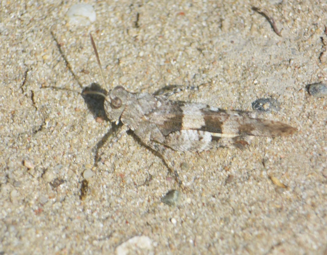 Oedipoda caerulescens - kékszárnyú sáska