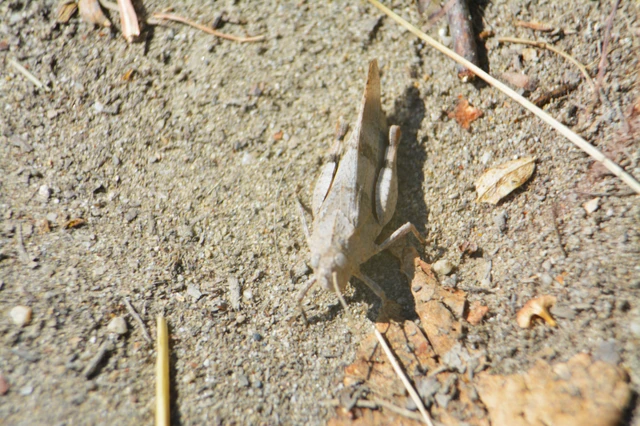Oedipoda caerulescens - kékszárnyú sáska